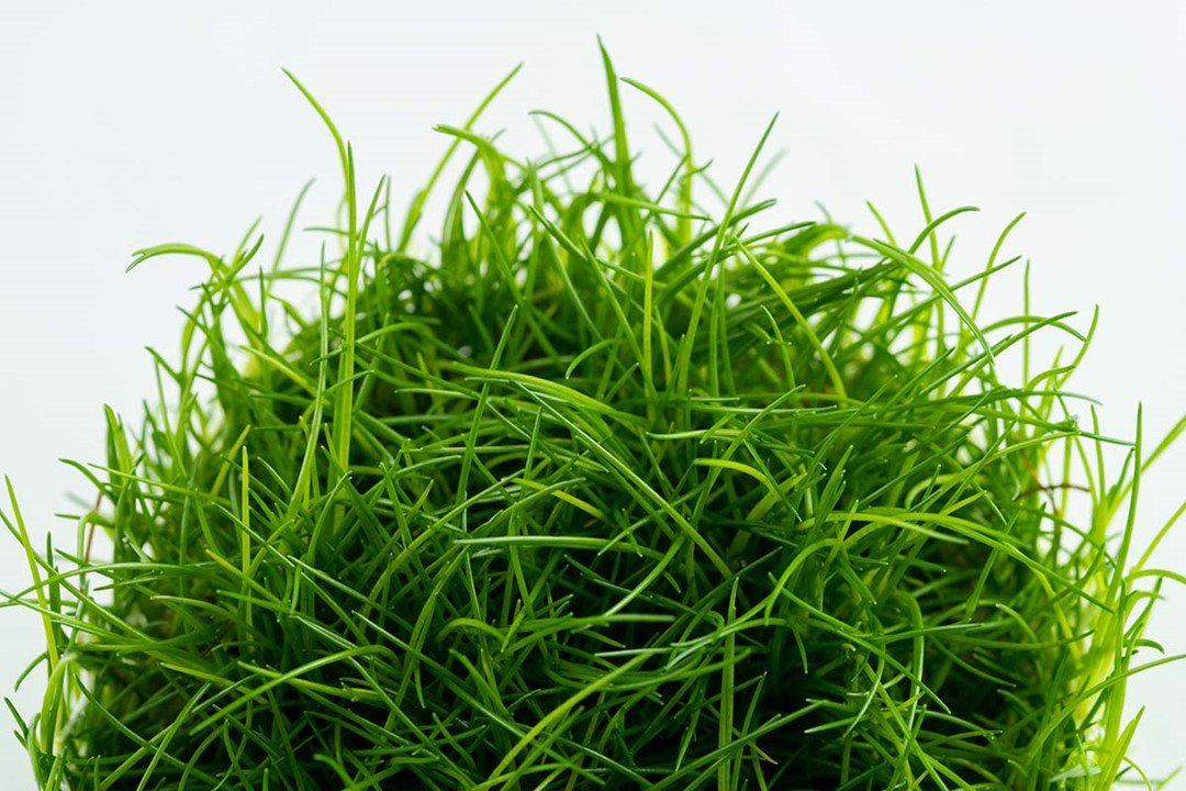 Eleocharis acicularis - Tropica TC - Planted Aquaria