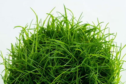 Eleocharis acicularis - Tropica TC - Planted Aquaria