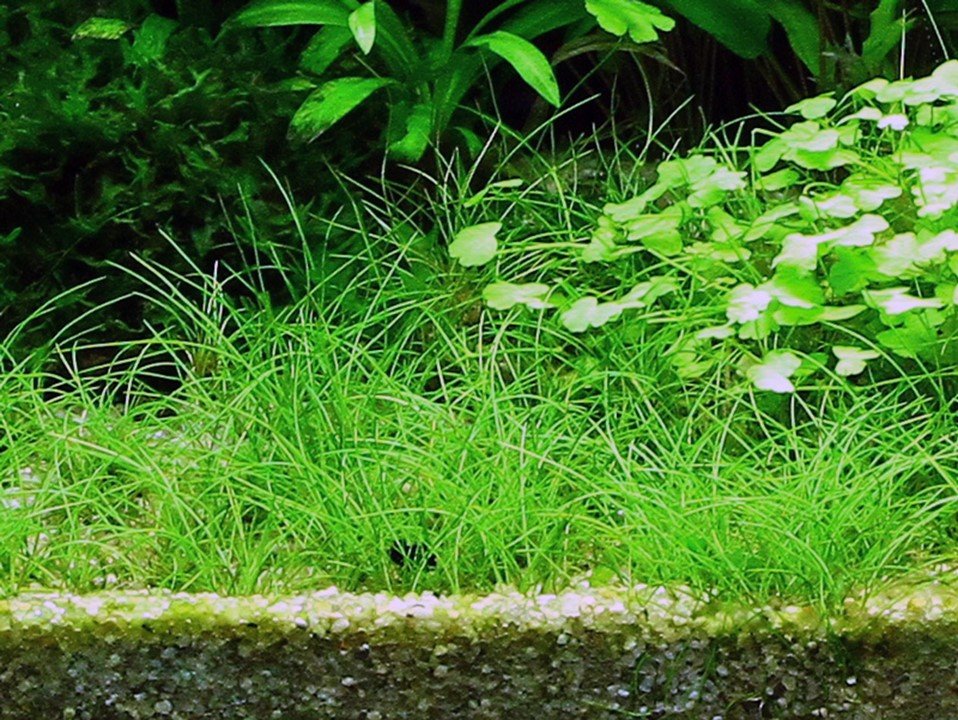 Eleocharis acicularis - Tropica TC - Planted Aquaria