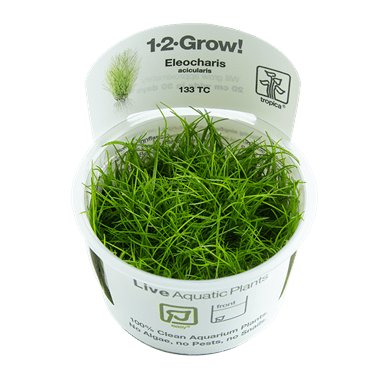 Eleocharis acicularis - Tropica TC - Planted Aquaria