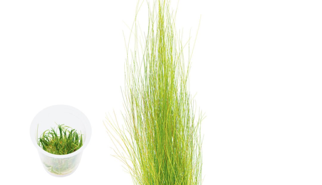 Eleocharis montevidensis - ADA TC - Planted Aquaria