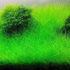 Eleocharis parvula - ADA TC - Planted Aquaria
