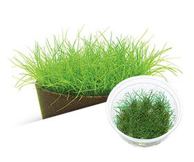 Eleocharis parvula - ADA TC - Planted Aquaria