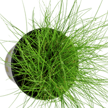 Eleocharis parvula - Potted - Planted Aquaria