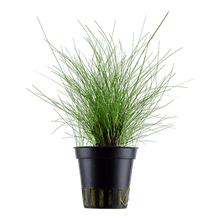 Eleocharis parvula - Potted - Planted Aquaria