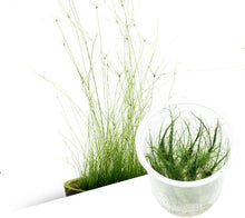 Eleocharis vivipara - ADA TC - Planted Aquaria