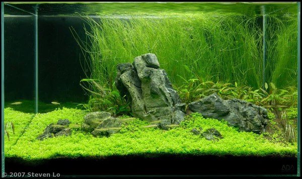 Eleocharis vivipara - ADA TC - Planted Aquaria