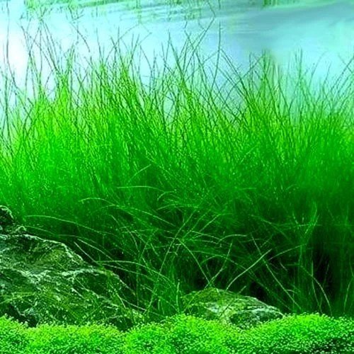 Eleocharis vivipara - ADA TC - Planted Aquaria