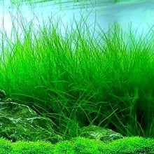 Eleocharis vivipara - ADA TC - Planted Aquaria