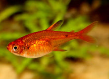 Ember Tetra - Planted Aquaria