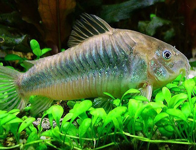 Emerald Brochis Corydora - Planted Aquaria