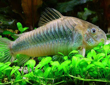 Emerald Brochis Corydora - Planted Aquaria