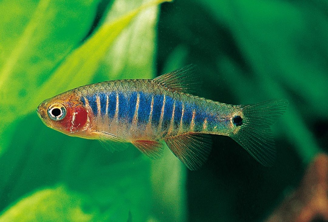 Emerald Dwarf Rasbora - Planted Aquaria