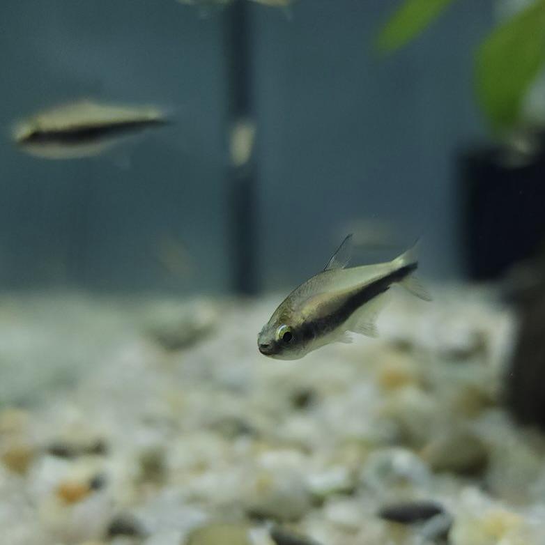 Emperor Tetra - Planted Aquaria