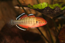 Empire Gudgeon - Planted Aquaria