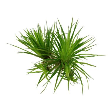 Eriocaulon cinereum (Polaris) - Tropica TC - Planted Aquaria