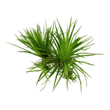 Eriocaulon cinereum (Polaris) - Tropica TC - Planted Aquaria