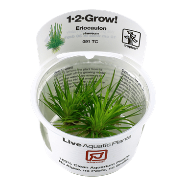 Eriocaulon cinereum (Polaris) - Tropica TC - Planted Aquaria