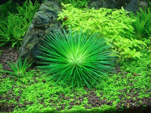 Eriocaulon cinereum (Polaris) - Tropica TC - Planted Aquaria