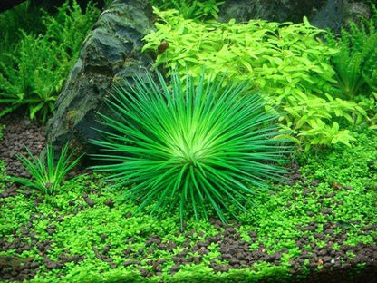 Eriocaulon cinereum (Polaris) - Tropica TC - Planted Aquaria