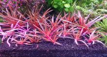 Eriocaulon Quinquangulare - ADA TC - Planted Aquaria
