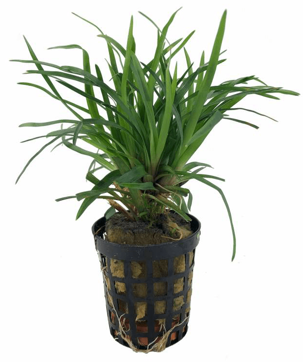Eriocaulon sp. Vietnam - Potted - Planted Aquaria