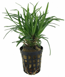 Eriocaulon sp. Vietnam - Potted - Planted Aquaria