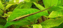 Farlowella Twig Catfish - Planted Aquaria
