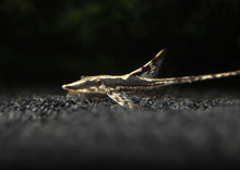 Farlowella Twig Catfish - Planted Aquaria