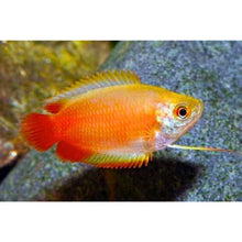 Golden Fire "Sunset" Honey Gourami