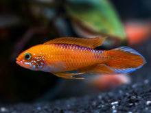'Fire Red' Agassizii's Dwarf Cichlid - Planted Aquaria