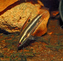 Fire Red Licorice Gourami - Planted Aquaria