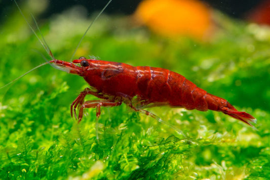 Fire Red Shrimp - Planted Aquaria