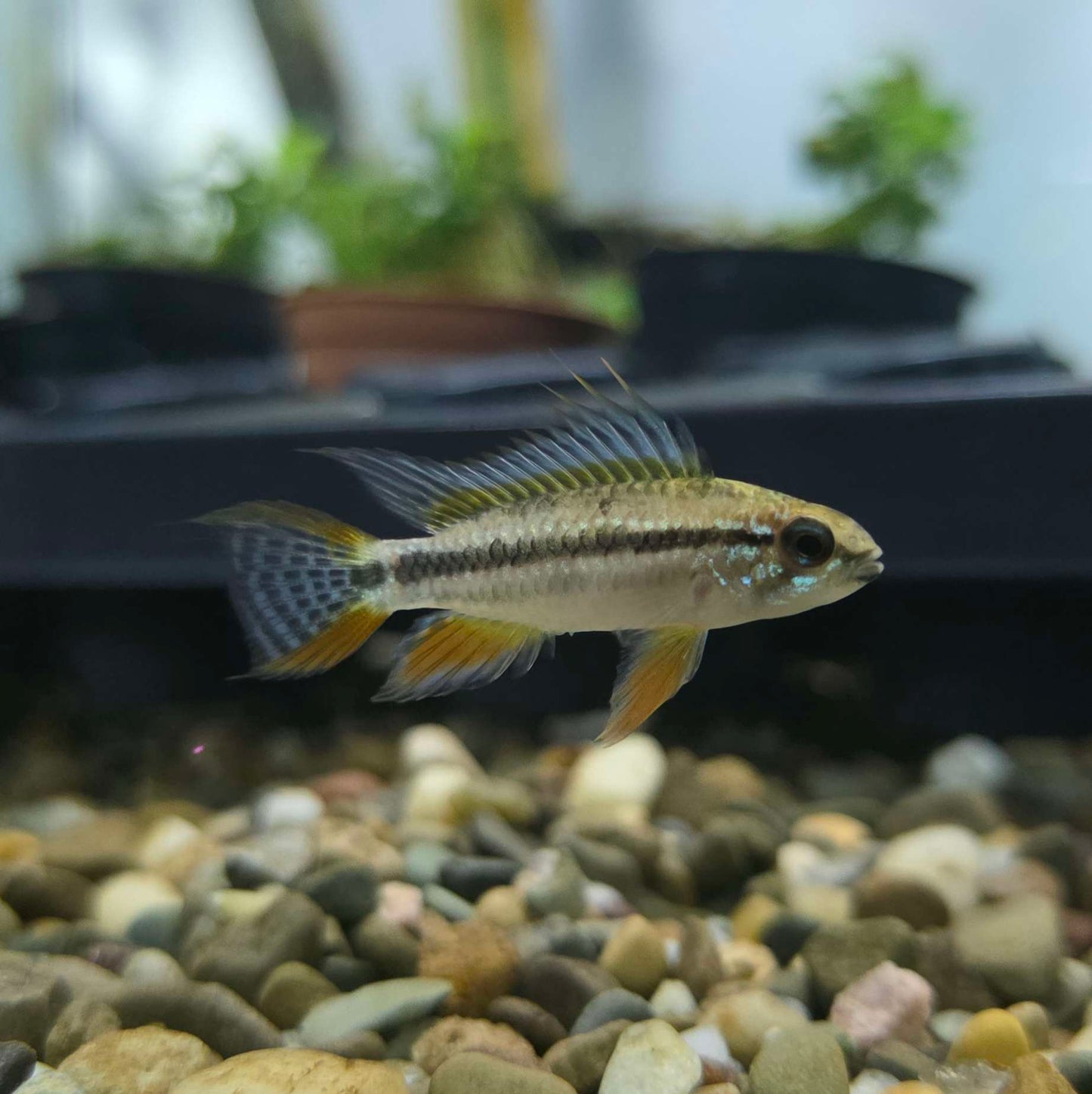 Apistogramma Bitaeniata Red Dwarf Cichlid