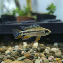 Apistogramma Bitaeniata Red Dwarf Cichlid