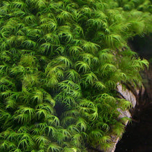 Fissidens fontanus (Phoenix Moss) - 2x2" Pad - Planted Aquaria