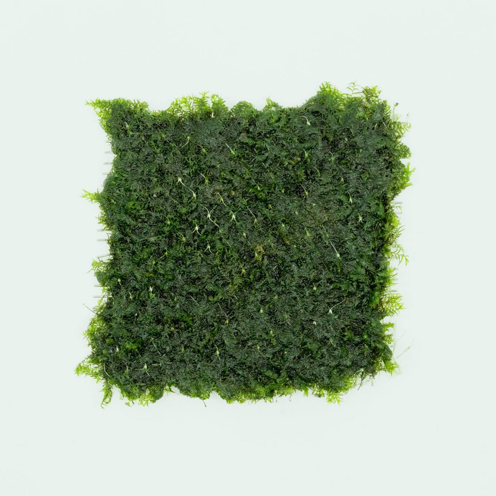 Fissidens fontanus (Phoenix Moss) - 2x2" Pad - Planted Aquaria