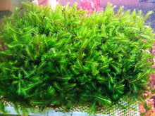Fissidens nobilis - 4x4" Pad - Planted Aquaria