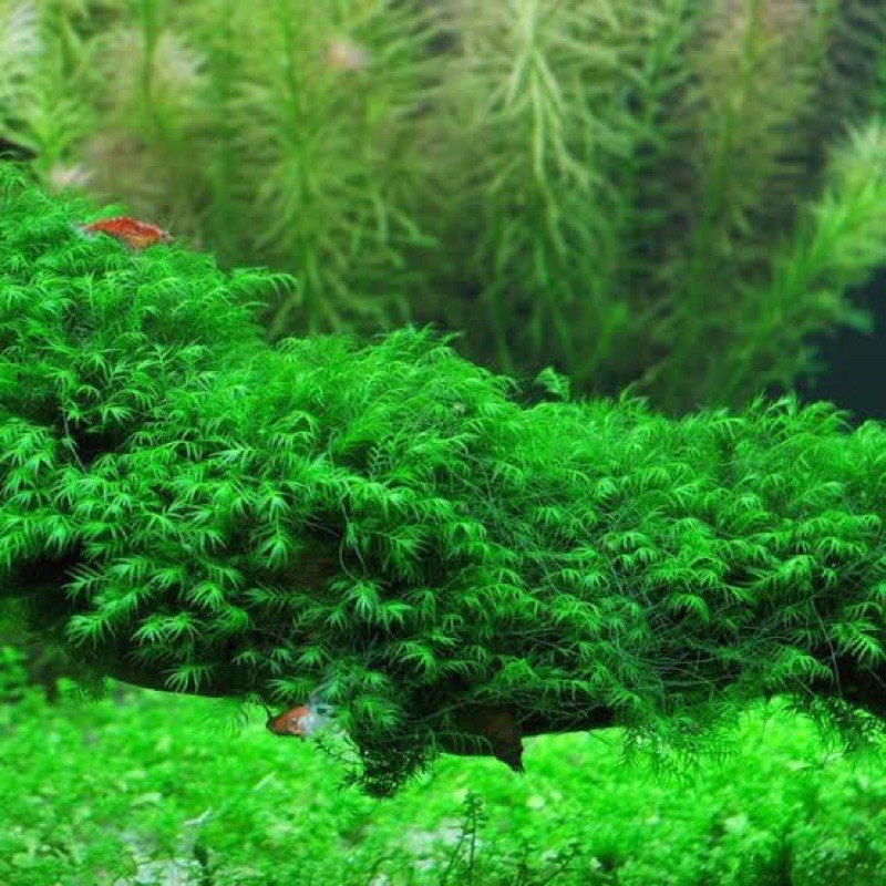 Fissidens nobilis - 4x4" Pad - Planted Aquaria