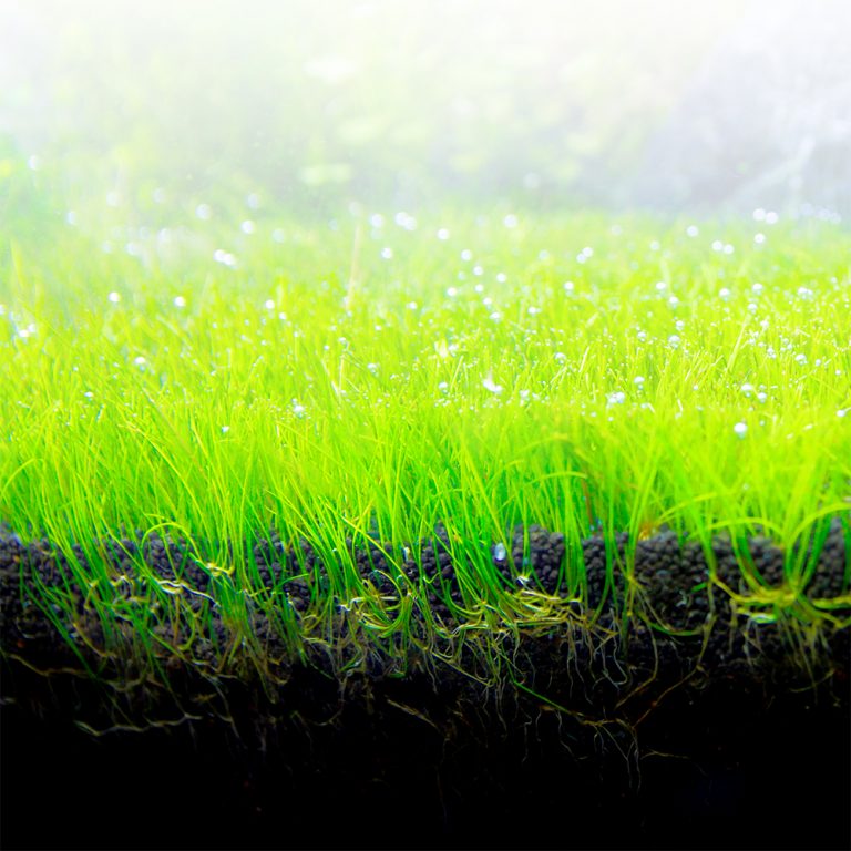 Fluval Bio - Stratum Volcanic Aquarium Soil - Powder Format - Planted Aquaria
