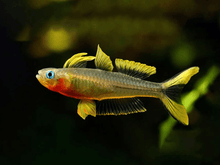 Forktailed Rainbowfish - Planted Aquaria