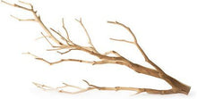 Galapagos Staghorn Branch (Manzanita Branch) (13 - 18") - Planted Aquaria