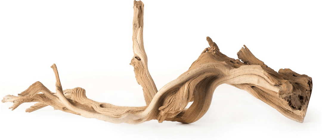 Galapagos Staghorn Wood (Manzanita Root) (13 - 18") - Planted Aquaria