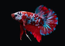 Galaxy Koi HMPK Male Betta - Planted Aquaria