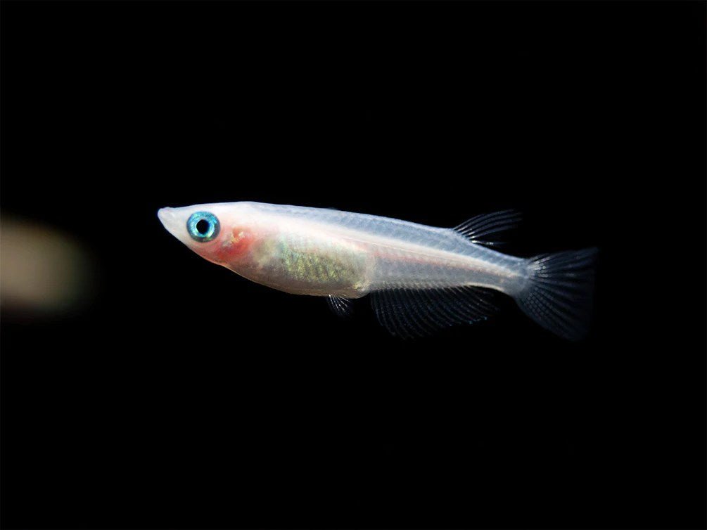 Galaxy Medaka Ricefish - Planted Aquaria