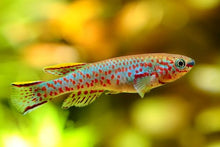 Gardneri Killifish - Planted Aquaria