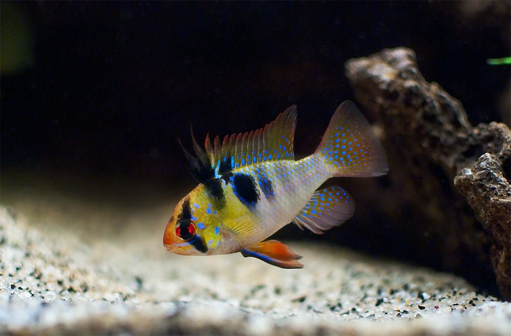 German Blue Ram - Planted Aquaria