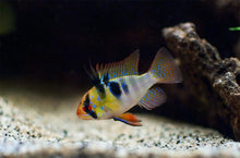 German Blue Ram - Planted Aquaria