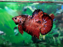 Giant Male Betta - Planted Aquaria