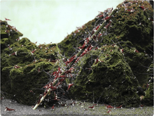 GlasGarten Shrimp Lollies - Planted Aquaria